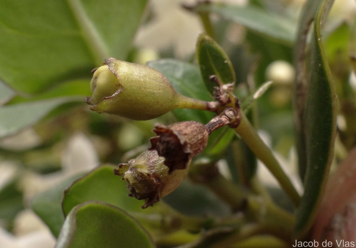 Hedyotis trimenii var. trimenii Deb & Ratna Dutta